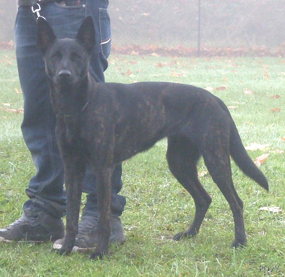  Guapa du Domaine des Sphinx Noirs